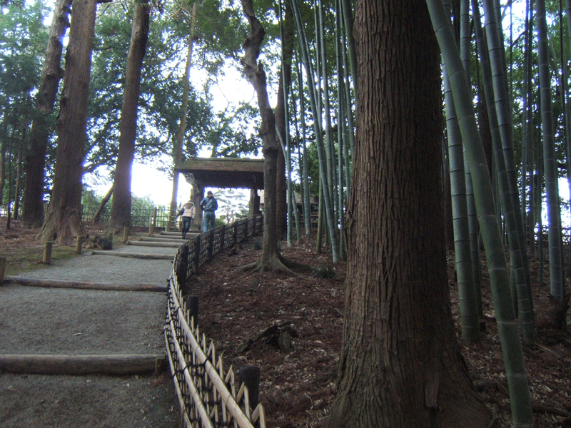 偕楽園 孟宗竹林